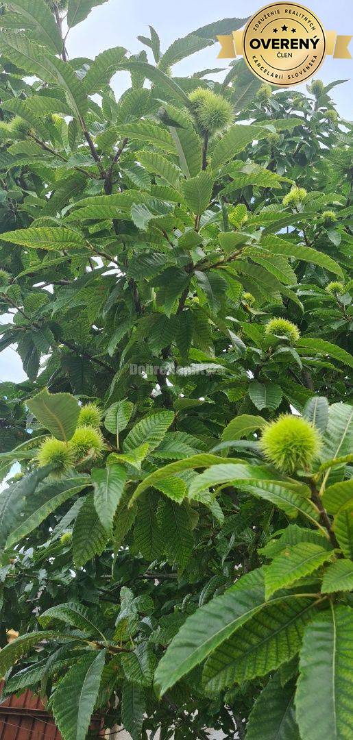 Dobré reality- široký pozemok 754m2 v pokojnej ulici v obce Tešedíkovo