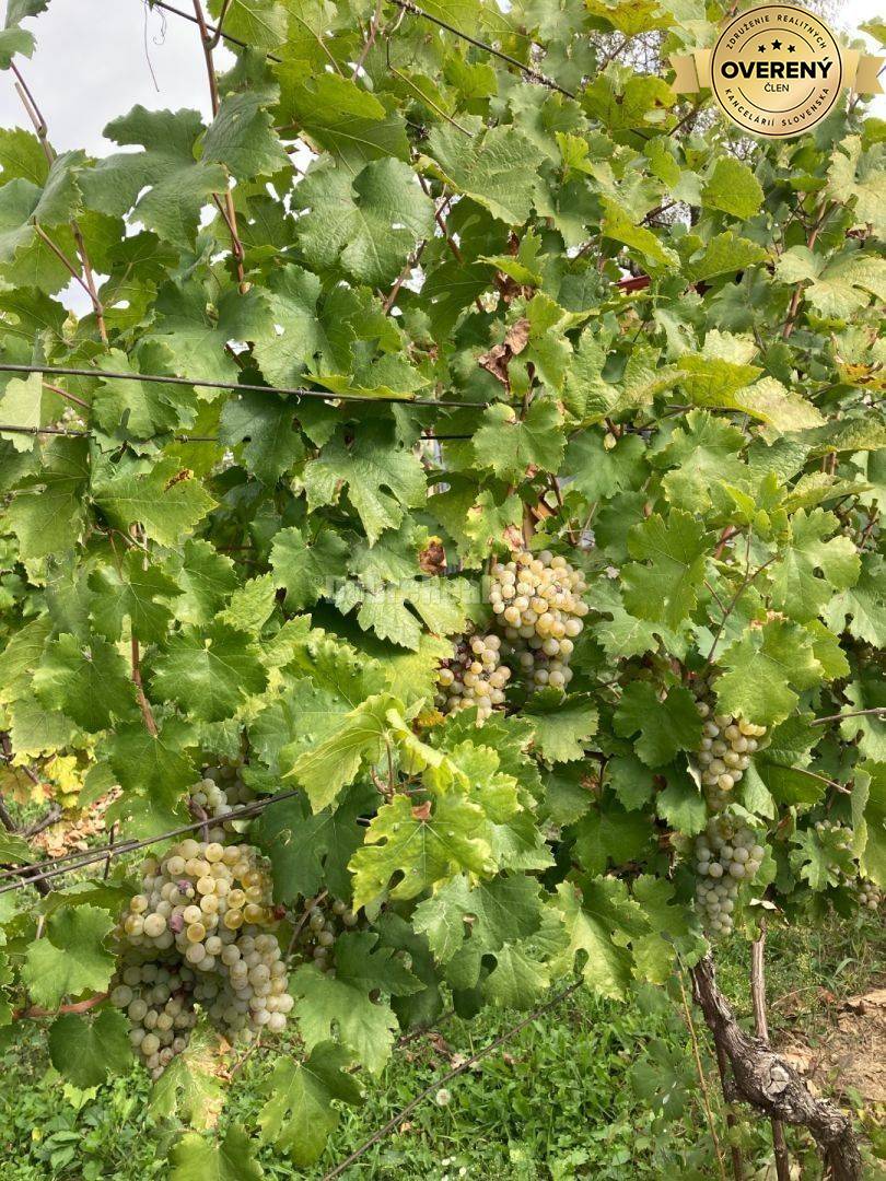 Dobré reality - predaj záhrady v malou chatkou a vinicou