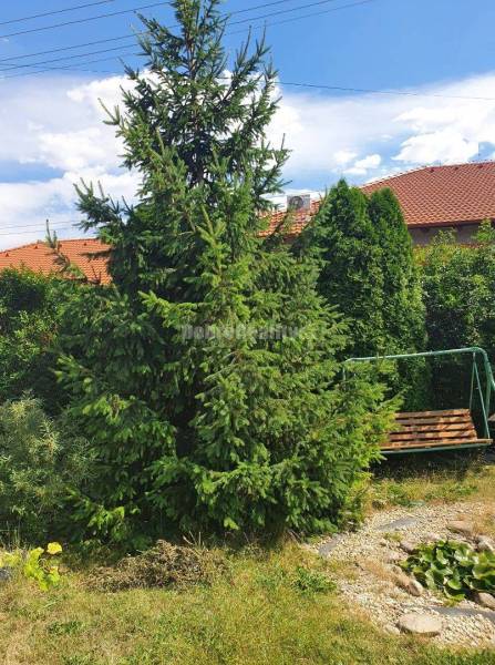 RD MOJZESOVO - KÚPA!